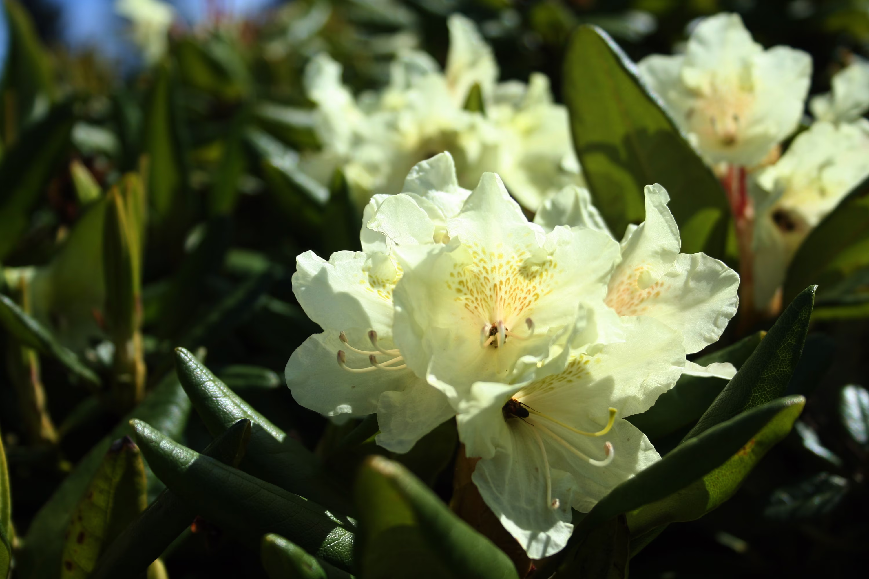 50 Rhododendron Aureum Seeds, Rosebay Seeds