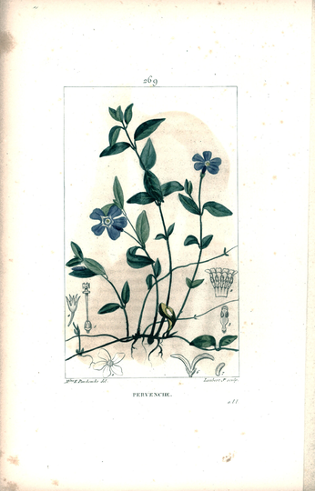 1831 Rockrose Cistus Antique Print Wild Plant Botanical Botany Wall Art Framing Home Decor