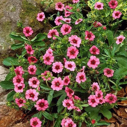 Nepal Cinquefoil 50 Seeds