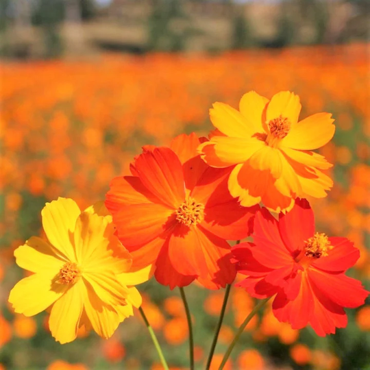 Bright Lights Mix Sulfur Cosmos Seeds | Red, Orange, Yellow Cosmo Flowers Summer Sunshine Flower Seed Non Gmo 2023 Season Fast Shipping