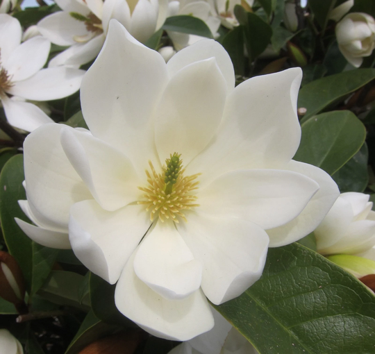 5-6Ft Magnolia Fairy Cream ™ | 12L Pot By Frank P Matthews