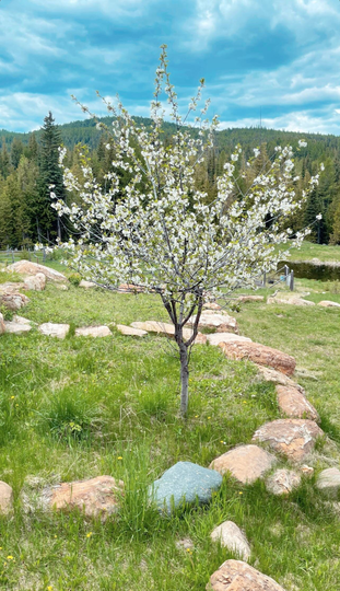 Sweet Cherry Tree Seeds