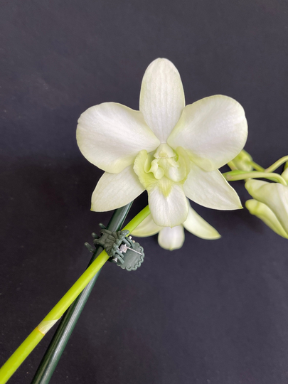 Dendrobium New Liberty White