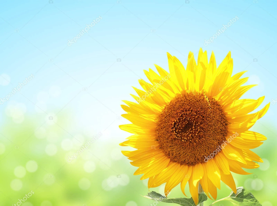 Rare Original Flower Seeds Sunflower "Sun