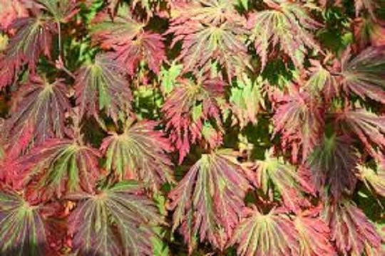 50 X Fernleaf Full Moon Maple | Acer Japonicum Aconitifolium Seeds