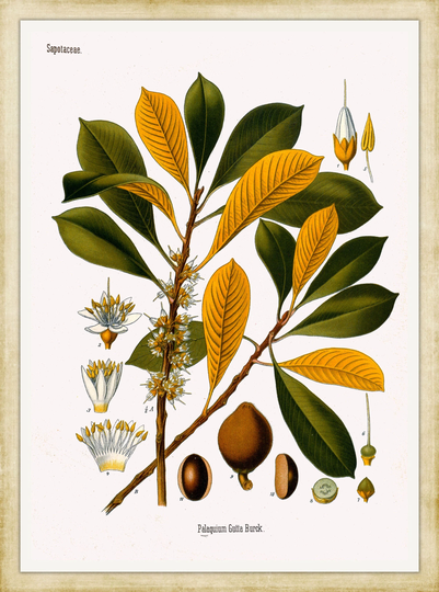 Köhler's Medicinal Plants #01 Botanical Print, 1887 - A4/A3 Heavyweight Art Paper, Archival Inks