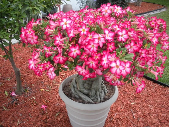 Adenium Obesum - 5 Seeds Non Gmo