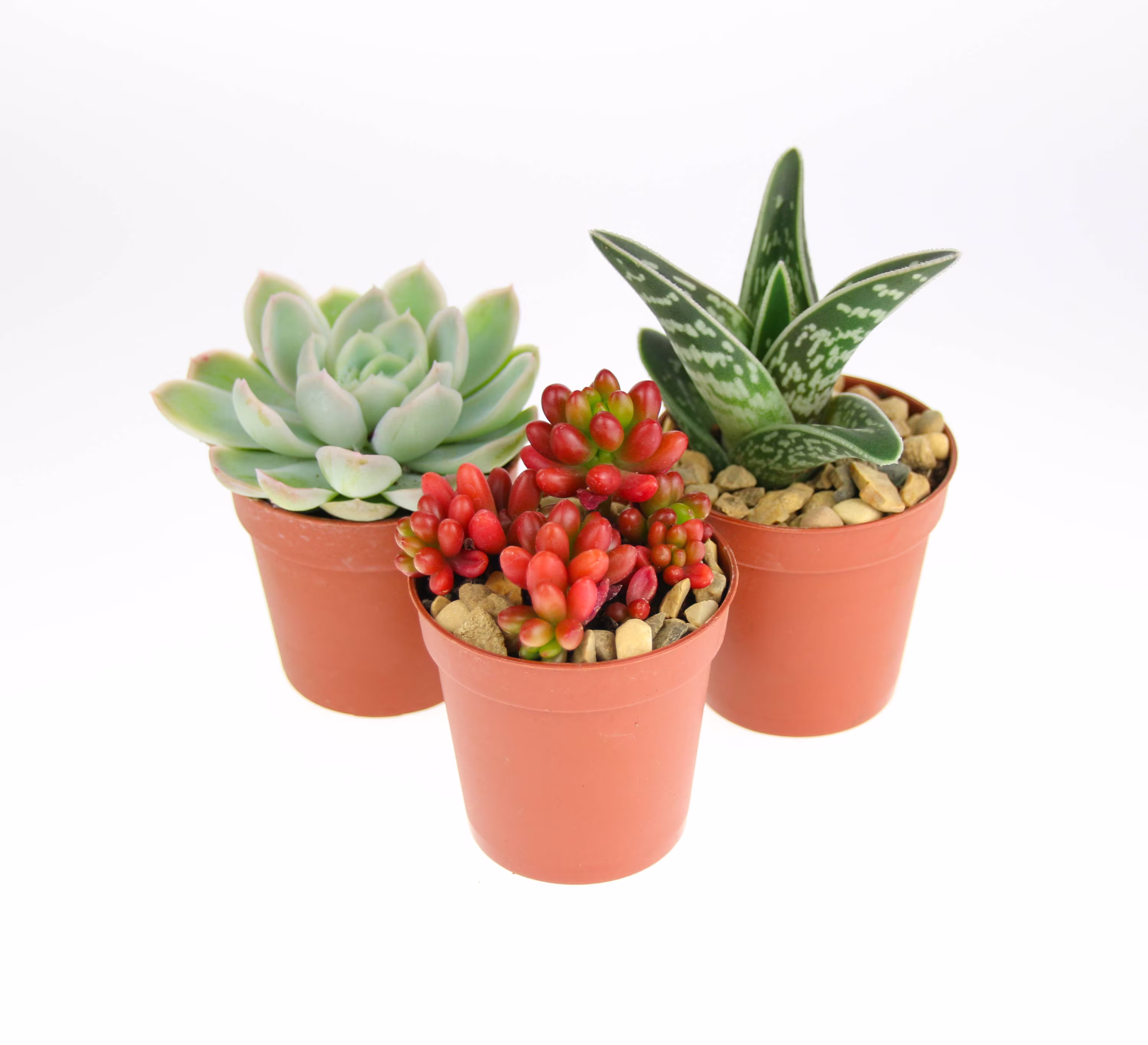 3 X Small Succulent Plant Selection | Plants For Planters & Terrariums Indoor in Gift Box