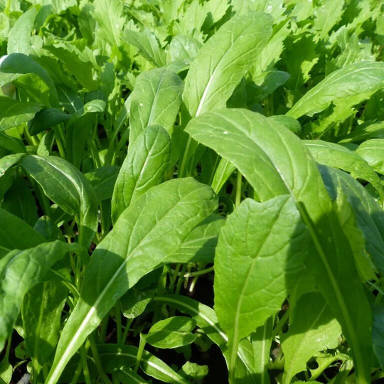 Mibuna Mustard Greens Seeds | みぶな Brassica Rapa Japonica Dento Yasai Japanese Spinach Lettuce Asian Vegetable Seed Usa 2023 Fast Shipping