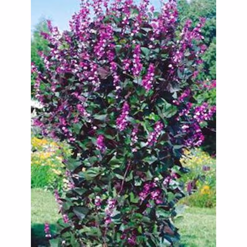 Hyacinth Bean Seeds Annual Ornamental Non Gmo For Planting | 202374