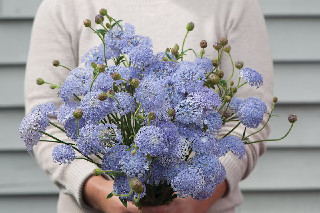 Didiscus Lacy Lavender Blue Seeds 50