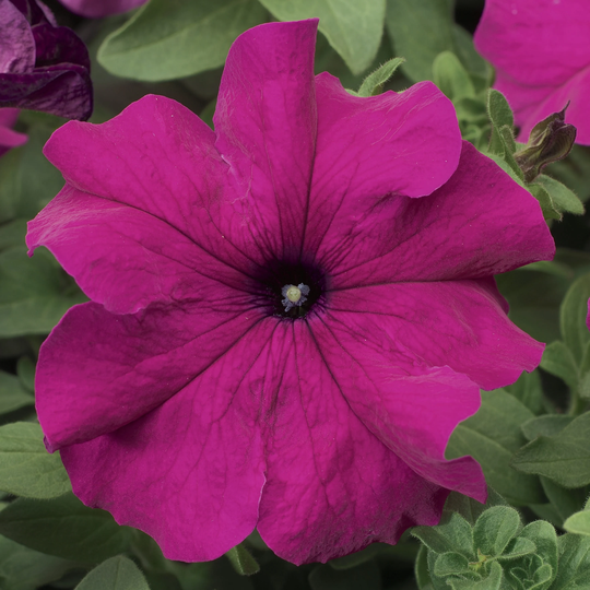 Petunia Seeds Tritunia Purple 250 Thru 1, 000 Pelleted