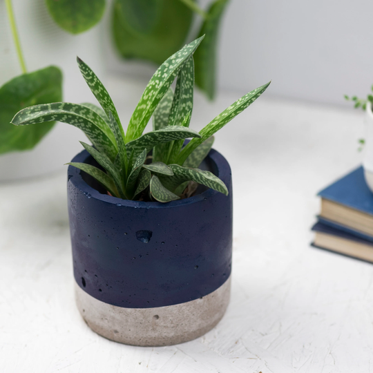 Concrete & Navy Blue Plant Pot - Planter Cactus Planter Succulent Pots