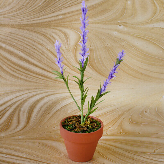 Lavender Crepe Paper Plant in Terracotta Pot