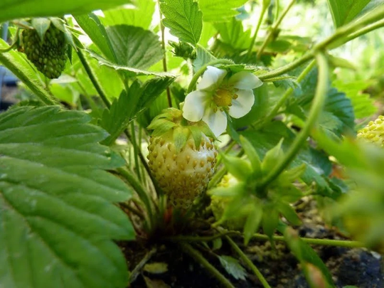 Fruit = Strawberry Alpine Yellow Wonder - 250 Premium Quality Seeds