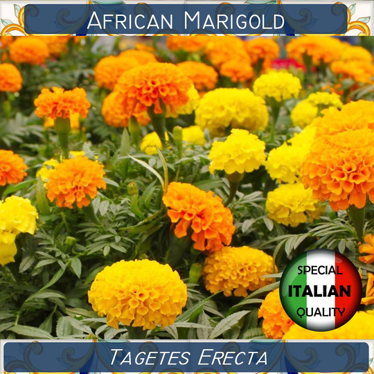 360+ African Marigold Mixed Colors Seeds, Tagetes Erecta Annual Flower Tagete Alta #fi598