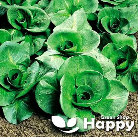 Endive Grumolo Verde - 300 Seeds Cichorium Intybus