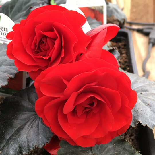 Begonia Seeds Nonstop Mocca Red 100 Thru 500 Pelleted