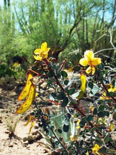 Senna Purpusii | Baja California 5 Seeds