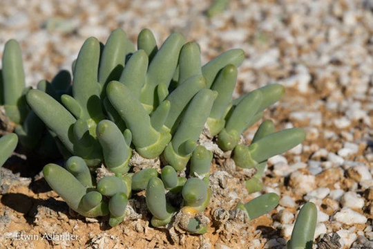 Dactylopsis Digitata 10 X Seeds- Mesembryanthemum Seeds - Living Stones Easy Plant