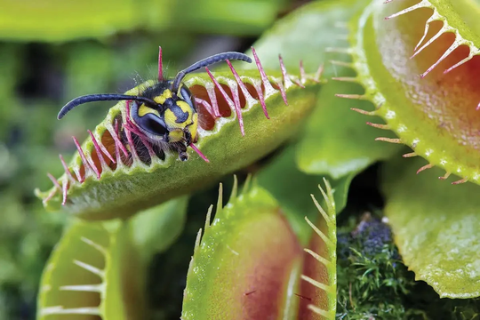 Venus Flytrap Seeds~Carnivorous Plants~Carnivore~Science Projects~Grow Your Very Own