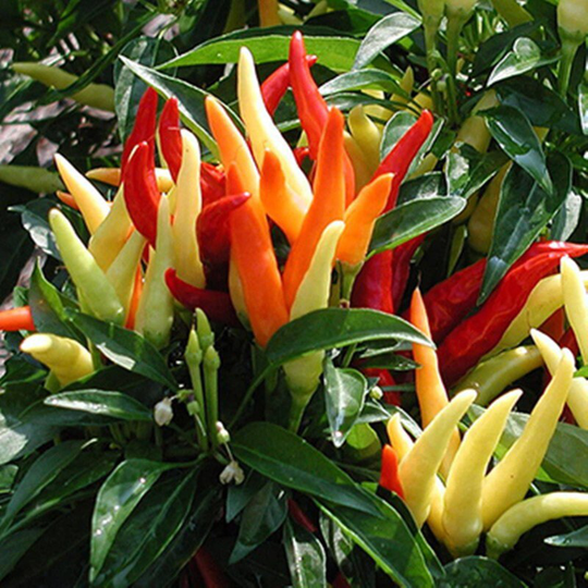 Sweet Pepper Decorative Poupila Seeds Open-Pollinating Non Gmo For Planting | 204568