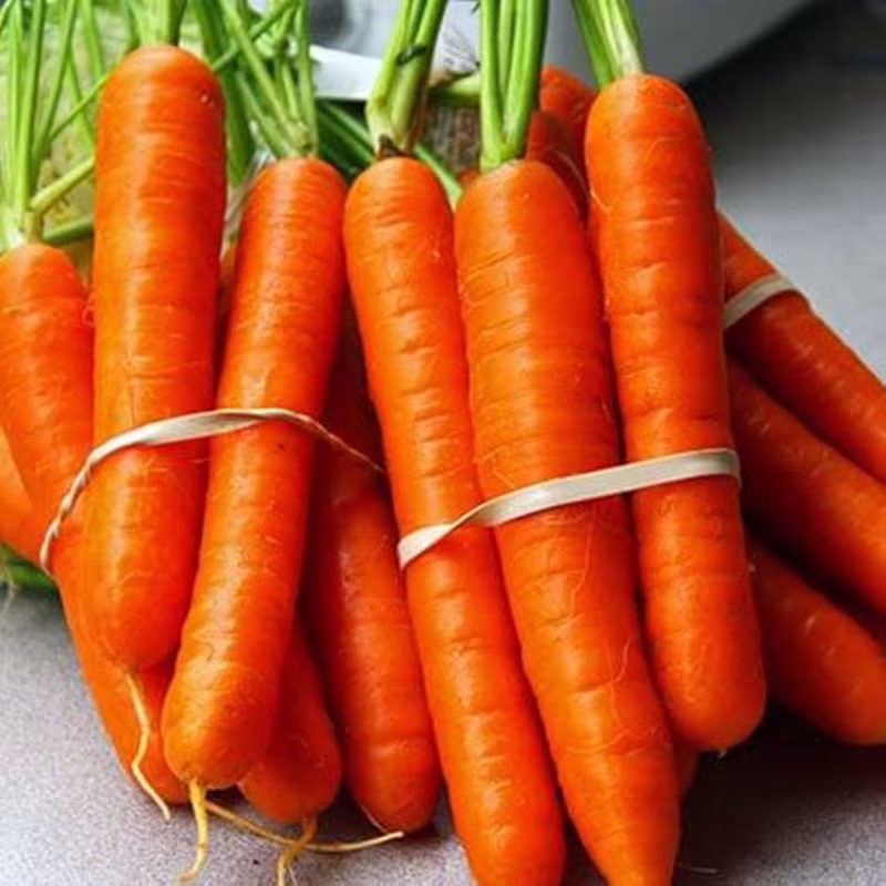 Carrot Dance On Fire Seeds Heirloom Non Gmo For Planting | 203467