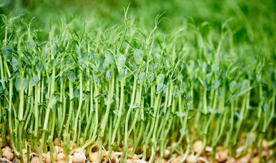 Chickpea Microgreen Seeds Microgreens