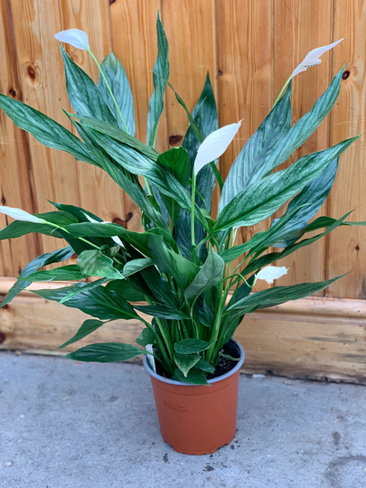 Peace Lily-Silver Cupido