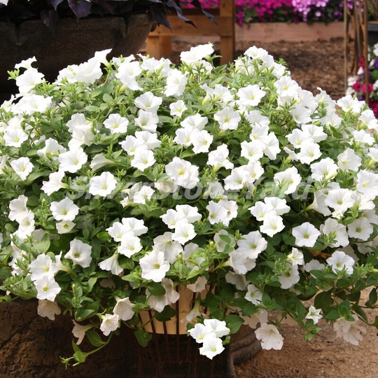 Petunia Seeds, 50000 Snow Globe, Seeds Bulk, Ukrainian Organic Sw752