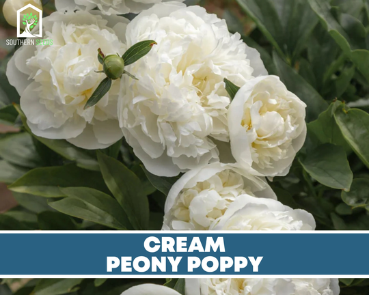 Peony Poppy, Cream - 100 Seeds Beautiful Large Flower | Papaver Paeoniflorum