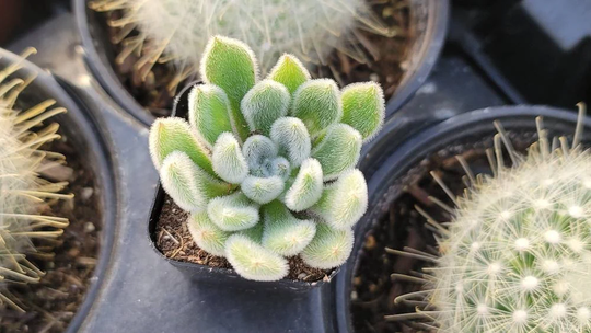 Echeveria Dorris Taylor - 2