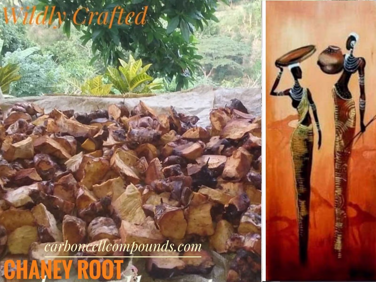 Chaney Root | Country Of Origin. Carribean Mountains - Free Domestic Shipping | Intn'l | For Orders Up To 99 Dollars