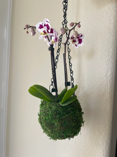 Small Hanging Orchid With Moss Ball