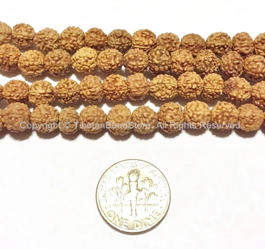 50 Beads 6mm Natural Rudraksha Seed Beads - Nepalese Tibetan Mala Supplies Tibetanbeadstore Lpb65S-50