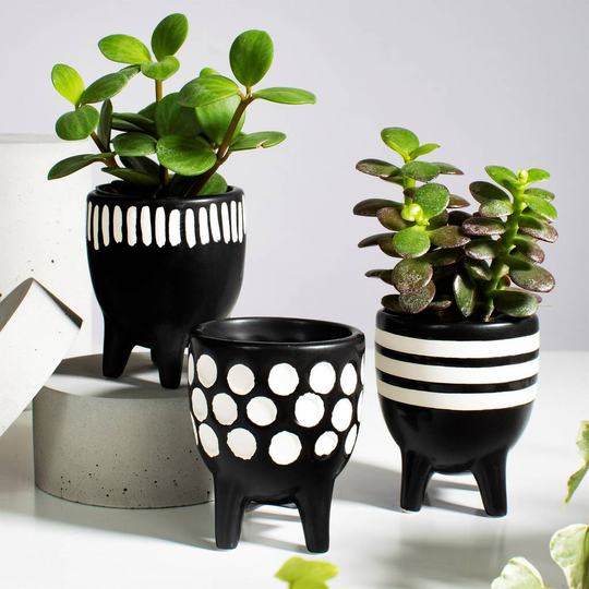 3pcs Black And White Planters With Choice Of Succulents