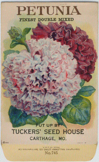 Flower Seed Packet "Petunia" 1918 "No Seeds