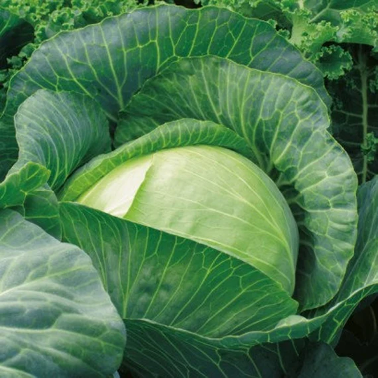 Autumn Cabbage - Polar Large Heads 400 Seeds Easy To Grow