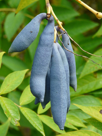 15 Blue Bean Plant Seeds - Exotic Beans Sausage Fruit