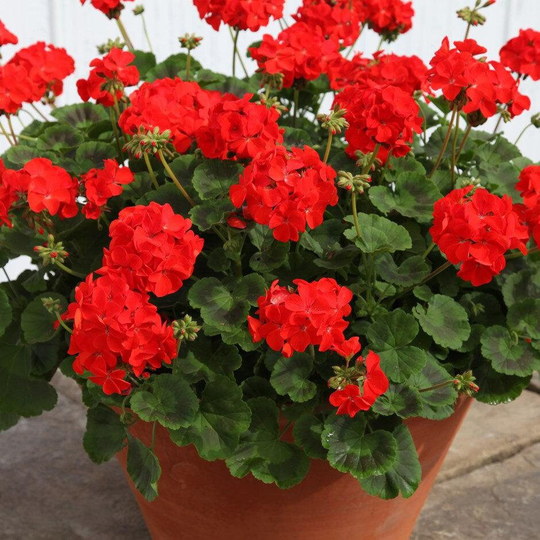 stunning Geranium Red - 10 Seeds