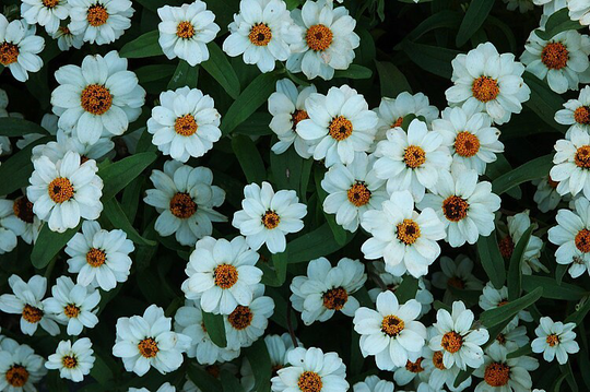 Usa Seller Crystal White Zinnia 10 Seeds Heirloom Elegans