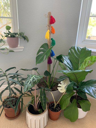 Rainbow Plant Pole36