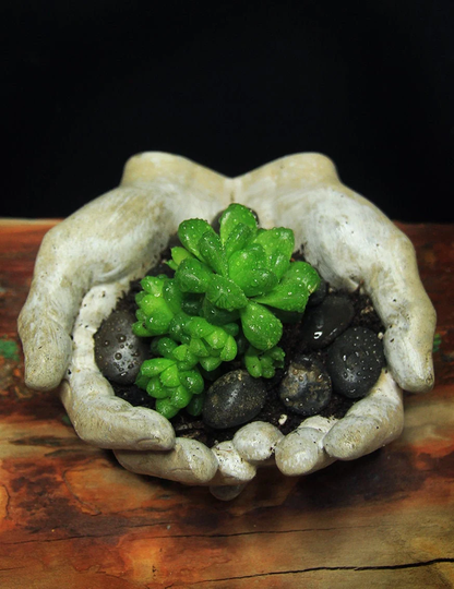 Hands - Airplants, Succulents, Cacti Pot