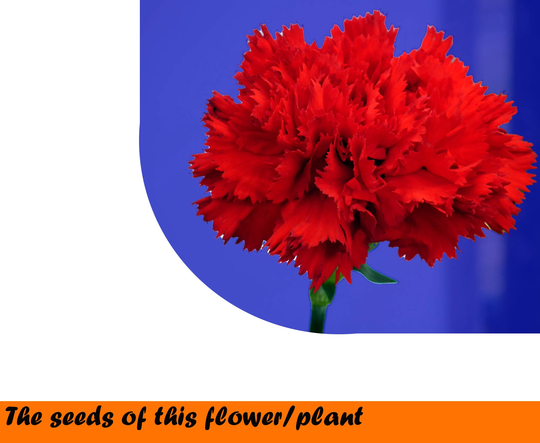 Carnation Chabaud 0, 2G