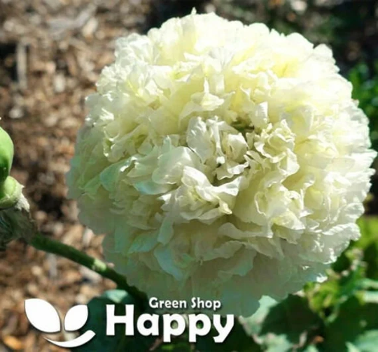 Cream Peony Poppy - 500 Seeds Papaver Paeoniflorum Huge Double Flower