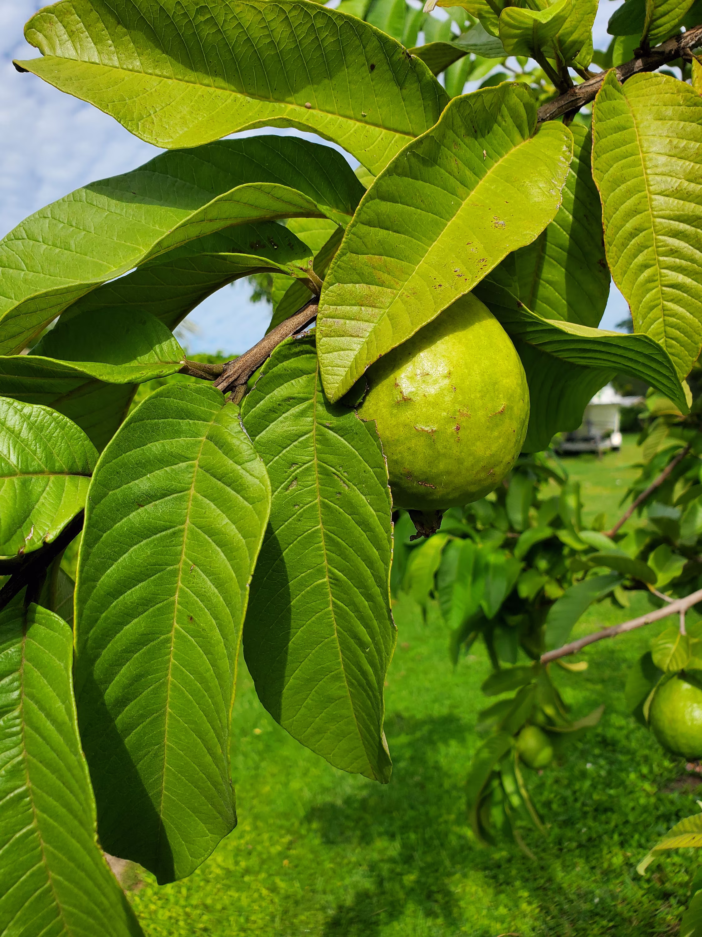 Fresh Organic Guava Leaves | To Make Tea Not Dry Leaves. From South Florida We Pick Them Minutes Before Shipment