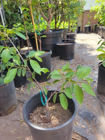 Grafted Sweetgreen Atemoya -2Ft Tall