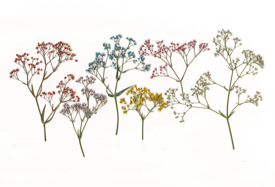 Pressed Gypsophila( 20 Branches.dried Herbs.pressed Herbs.herbarium.for Cards, Scrapbooking, Decor, Calligraphy, Jewelry