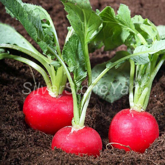 Radish Seeds 100000 Poker, Ukrainian Organic Seeds, Sw816