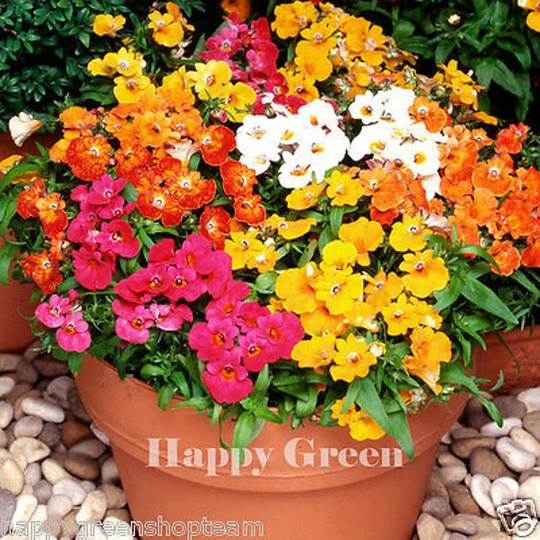Nemesia Sundrops Mix -1100 Seeds - Nemesia Strumosa Grandiflora